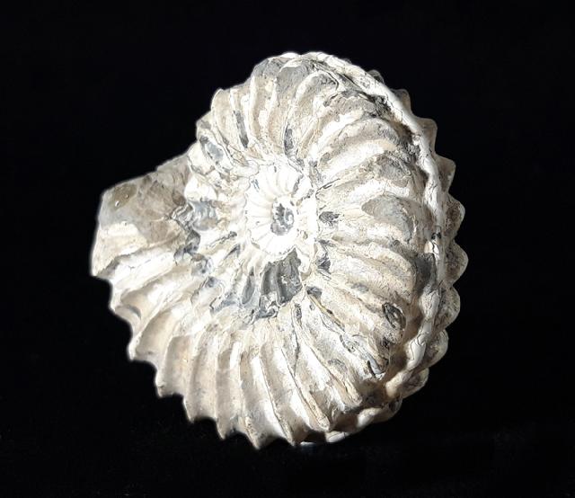 Pleuroceras spinatum (BRUGUIRE 1789) - Bild © FossNet FossilienStore